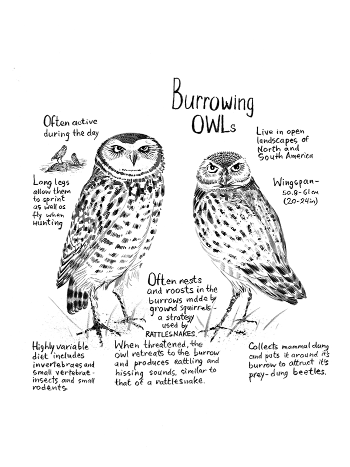 owls Inforgraphic